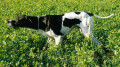 Pedigree SEMEGHINI ALVARO Pedigree SEMEGHINI ALVARO